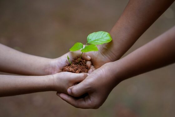 hands soil plant environment 5618240